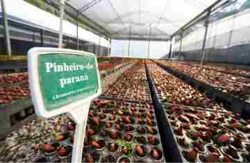  Paraná supera 13,2 milhões de mudas distribuídas: conheças as espécies mais procuradas 